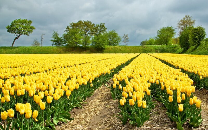 Yellow Tulip Field — Serene, Spring, Photograph, Trees