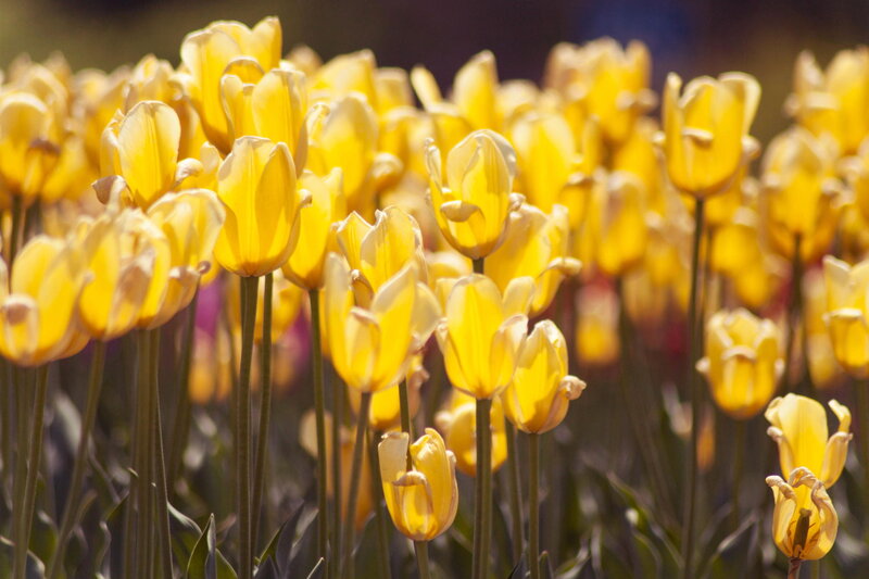 Yellow Tulip Field — Serene, Spring, Photograph, Tulips, Stems