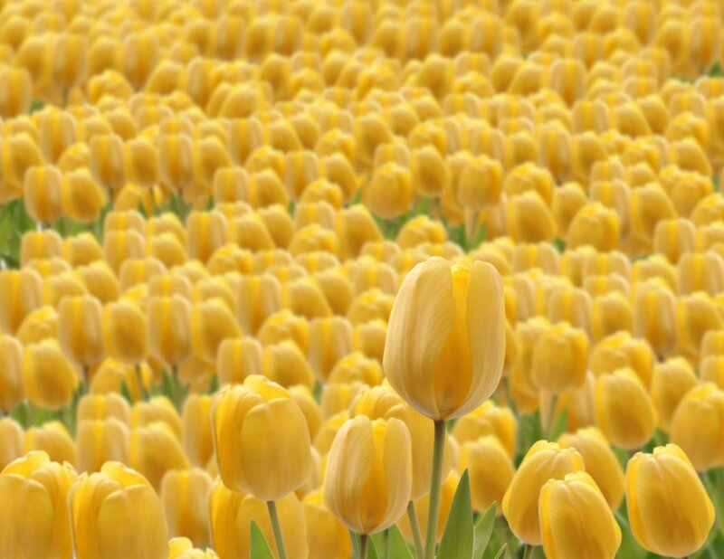 Yellow Tulip Field — Serene, Spring, Photograph, Tulips