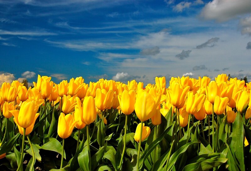 Yellow Tulip Field — Serene, Spring