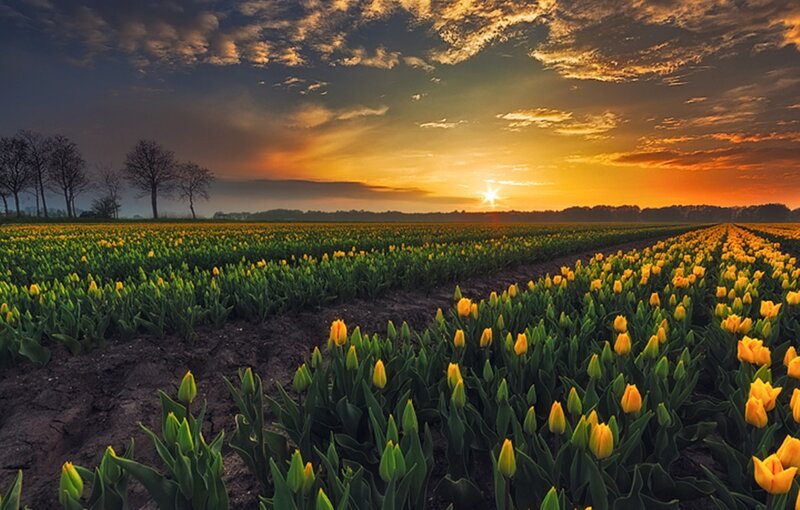 Yellow Tulip Field — Serene, Sunset, Photograph, Sun