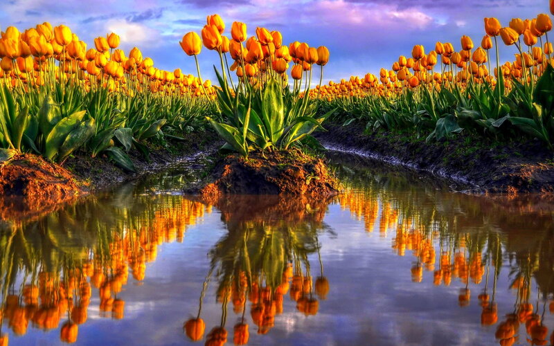 Yellow Tulip Field — Serene, Sunset, Photograph