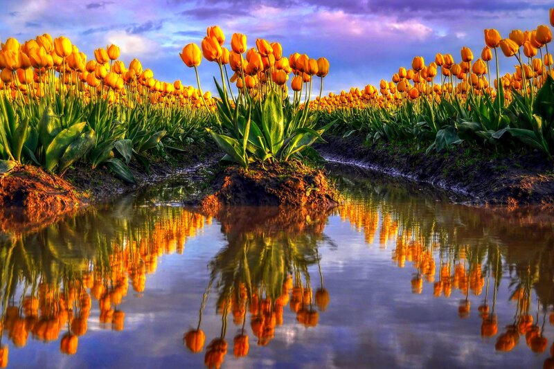 Yellow Tulip Field — Serene, Sunset