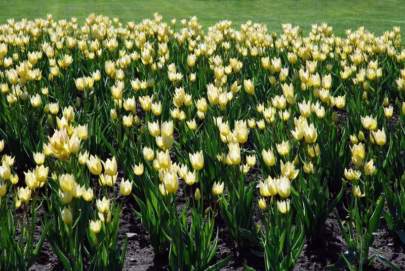 Yellow Tulip Field — Serene