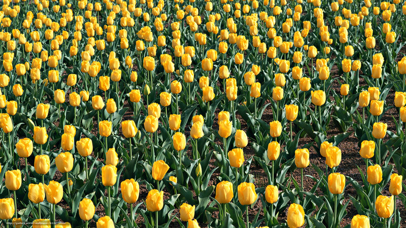 Yellow tulip field