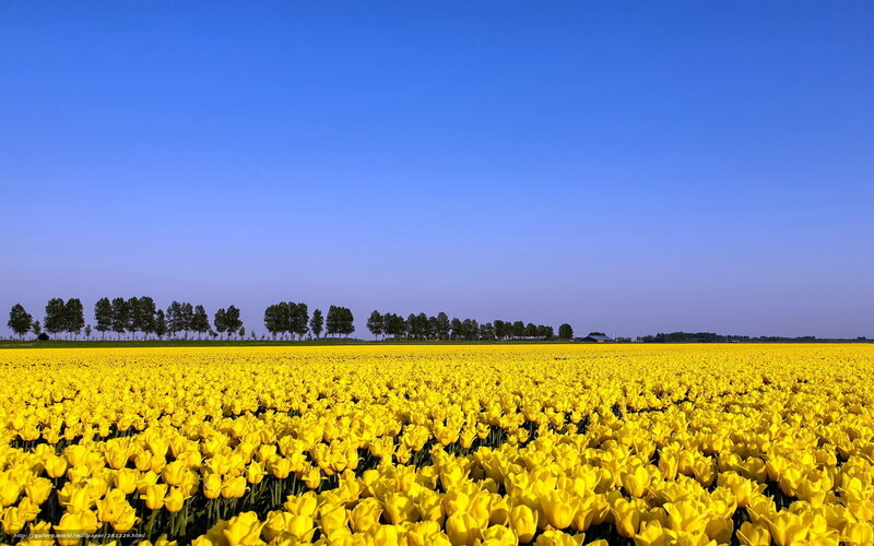 Yellow tulip field under blue sky