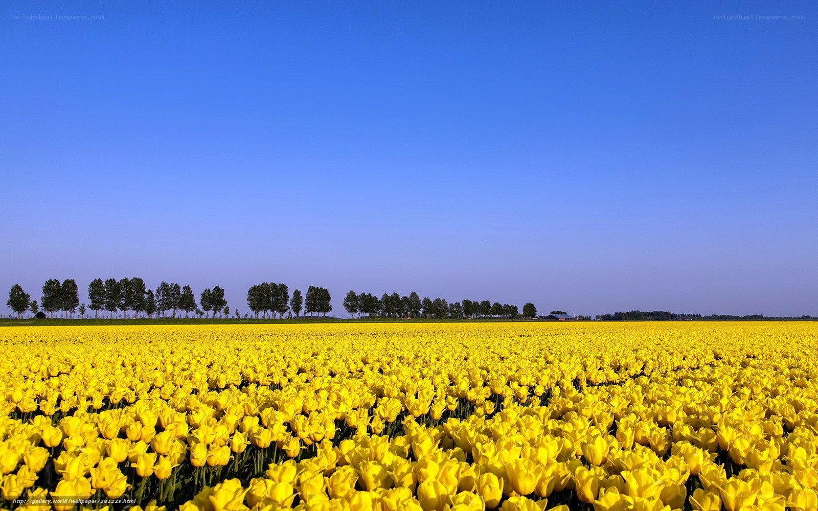 Yellow tulip field under blue sky
