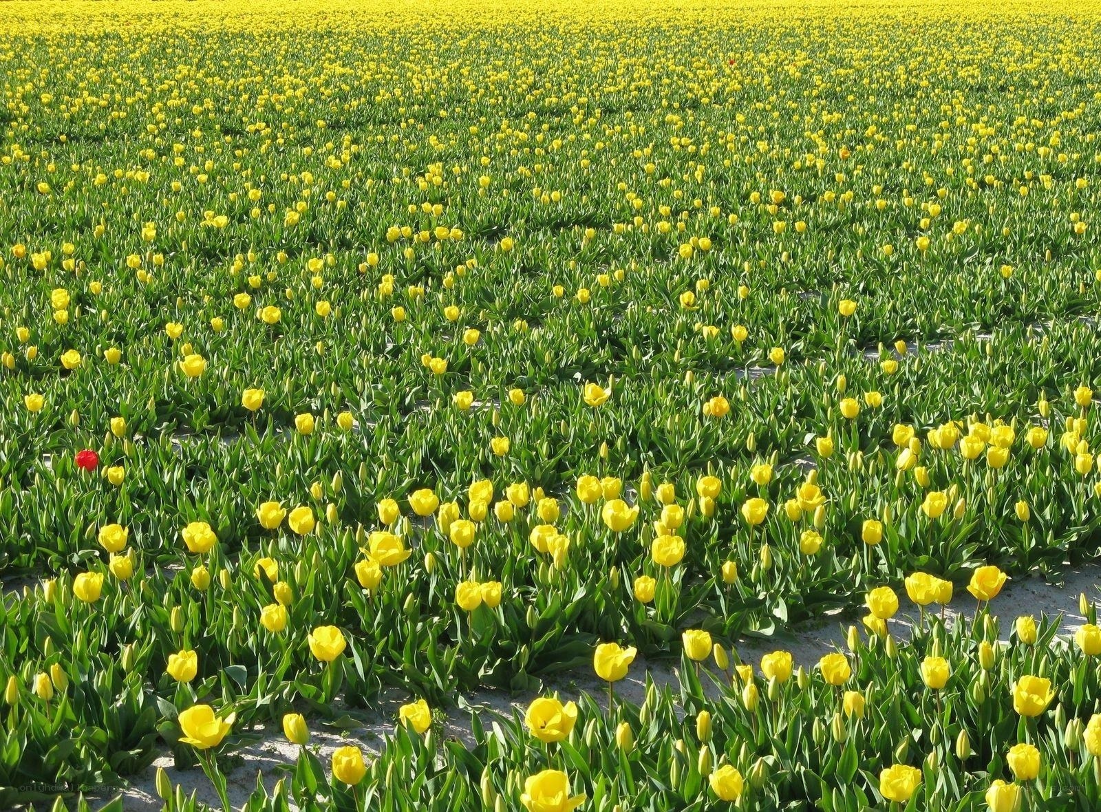Yellow tulip field with one red tulip