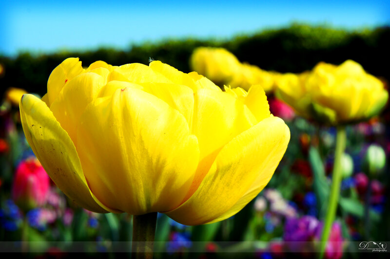 Yellow Tulip Flower — Bright, Afternoon