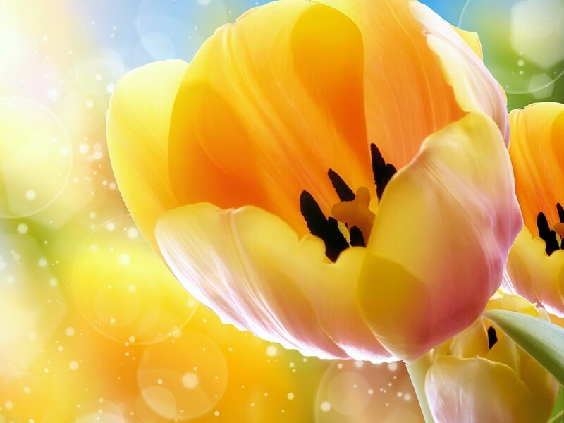 Yellow Tulip Flower — Bright, Spring, Photograph