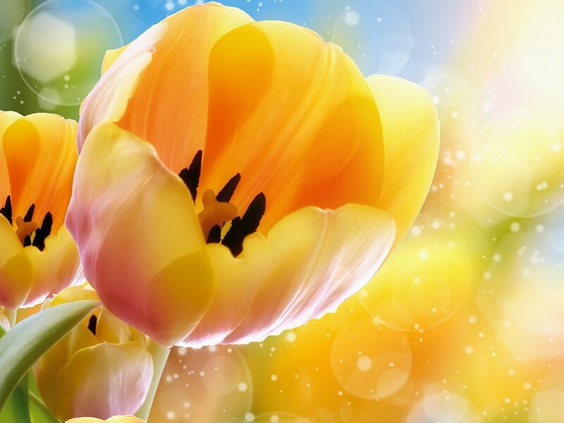 Yellow Tulip Flower — Bright, Spring