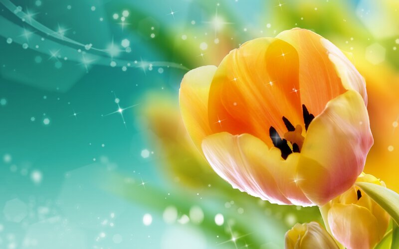 Yellow Tulip Flower — Bright