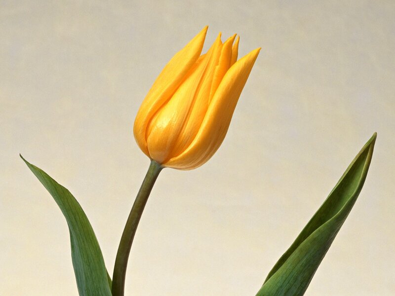 Yellow Tulip Flower — Calm, Photograph