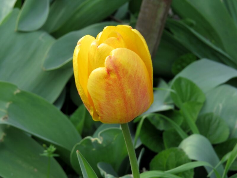 Yellow Tulip Flower — Calm, Spring, Photograph