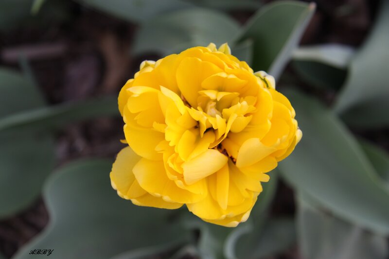 Yellow Tulip Flower — Calm, Spring