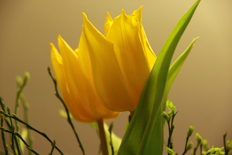 Yellow Tulip Flower — Calm
