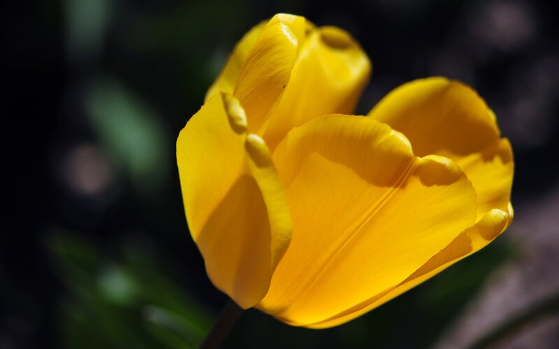 Yellow Tulip Flower — Dramatic, Photograph, Petals