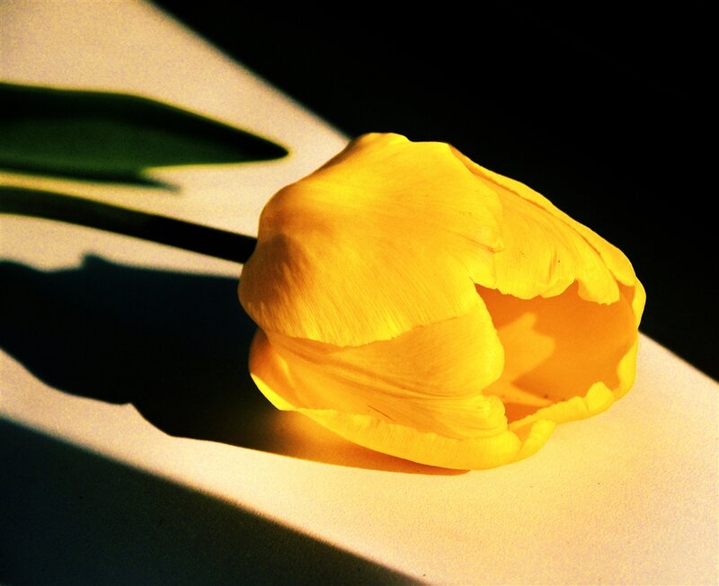 Yellow Tulip Flower — Dramatic, Photograph, Shadow