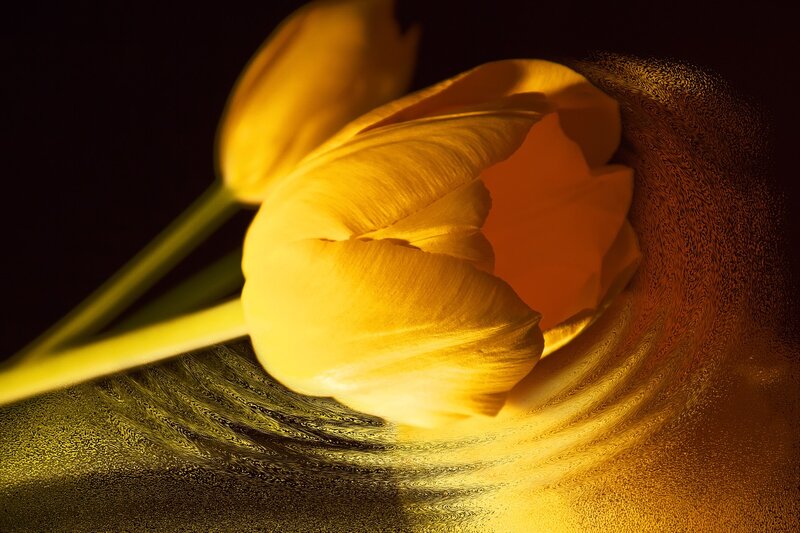 Yellow Tulip Flower — Dramatic, Photograph, Stem, Dark Background