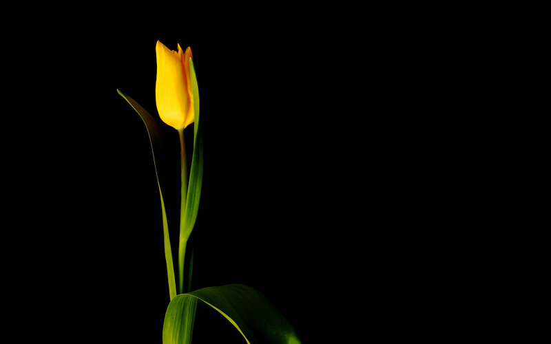 Yellow Tulip Flower — Dramatic, Photograph, Stem