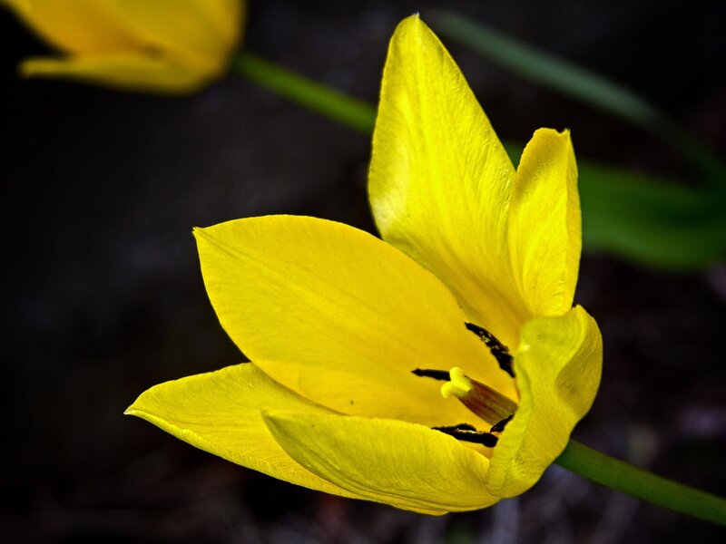 Yellow Tulip Flower — Dramatic, Photograph