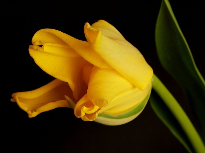 Yellow Tulip Flower — Dramatic