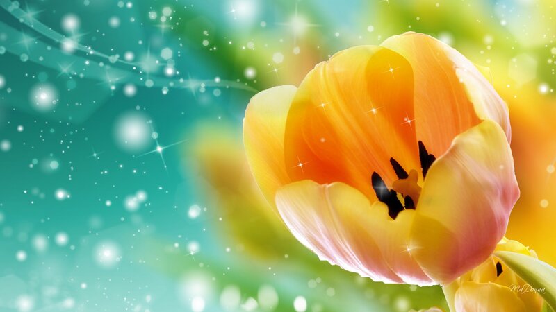 Yellow Tulip Flower — Dreamy