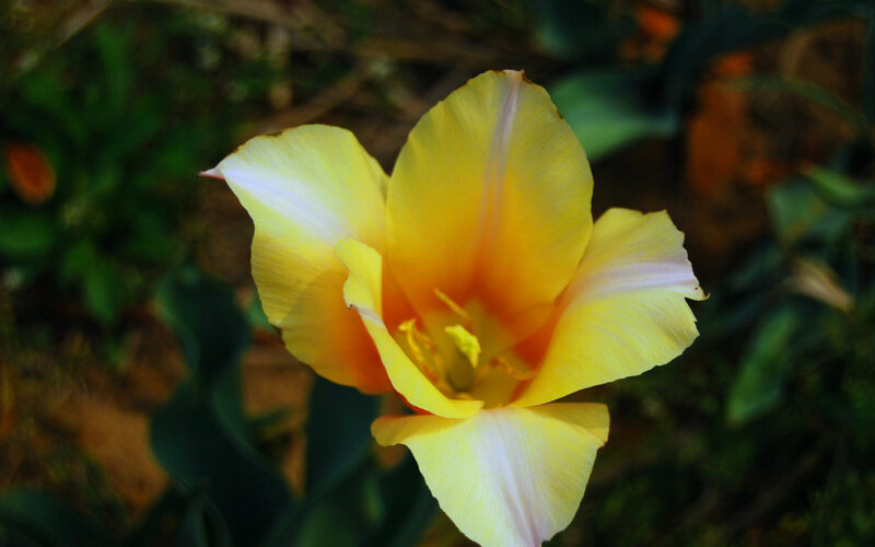 Yellow Tulip Flower — Natural, Spring