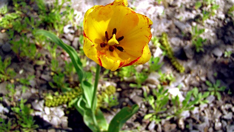 Yellow Tulip Flower — Natural