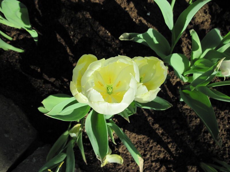 Yellow Tulip Flower — Serene, Afternoon