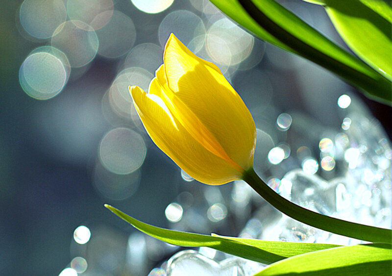 Yellow Tulip Flower — Serene, Morning