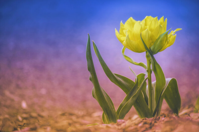 Yellow Tulip Flower — Serene, Photograph, Green Leaves