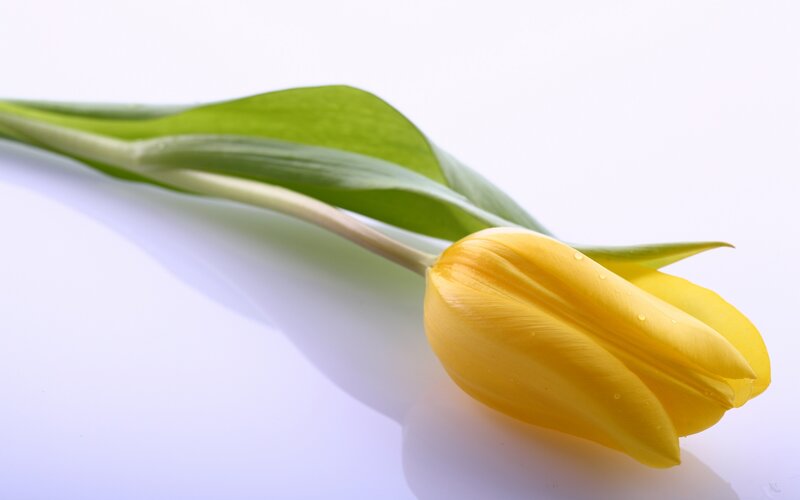 Yellow Tulip Flower — Serene, Photograph, Leaf