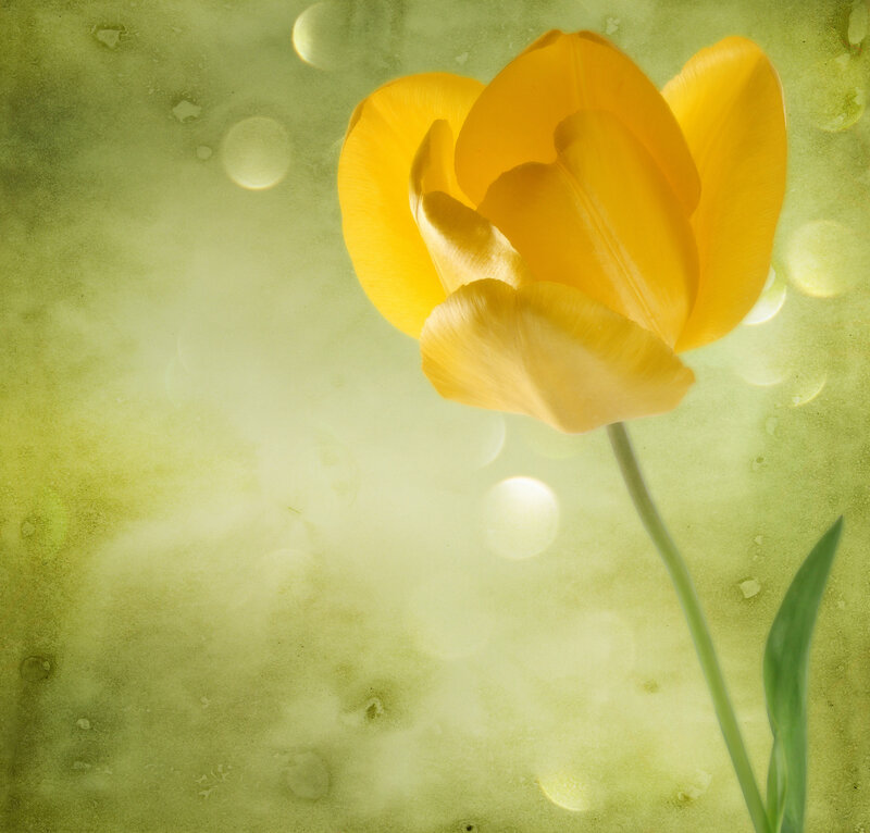 Yellow Tulip Flower — Serene, Photograph