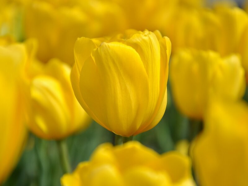 Yellow Tulip Flower — Serene, Spring, Photograph, Bloom