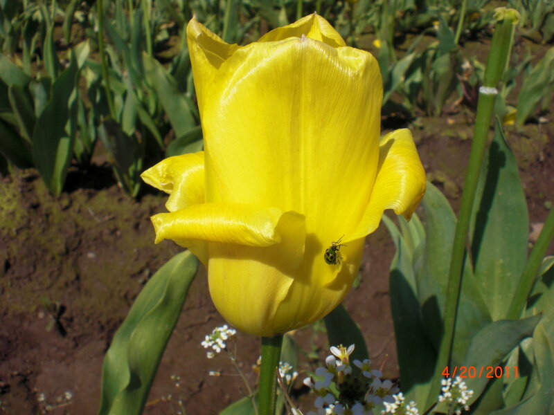 Yellow Tulip Flower — Serene, Spring, Photograph, Bug
