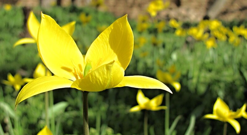 Yellow Tulip Flower — Serene, Spring, Photograph, Green Leaves, Field