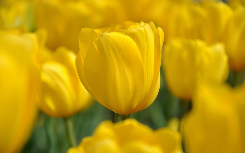 Yellow Tulip Flower — Serene, Spring, Photograph, Green Leaves, Green