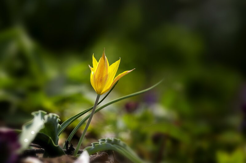 Yellow Tulip Flower — Serene, Spring, Photograph, Green Leaves