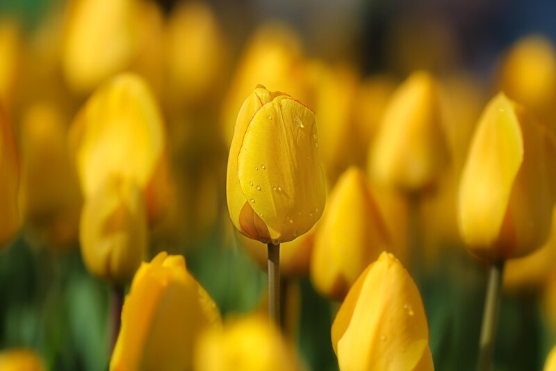 Yellow Tulip Flower — Serene, Spring, Photograph, Petal