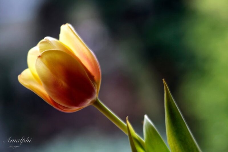 Yellow Tulip Flower — Serene, Spring, Photograph, Stem