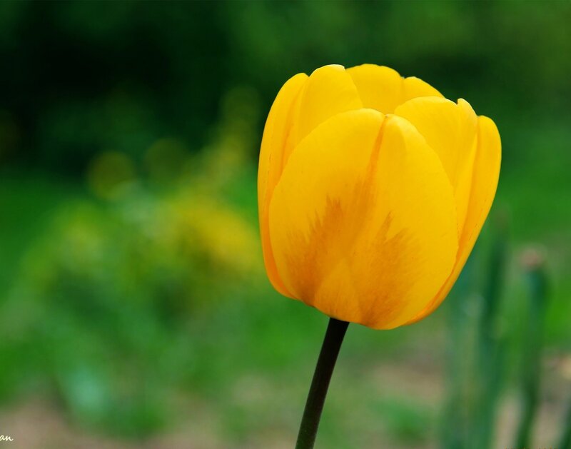 Yellow Tulip Flower — Serene, Spring, Photograph