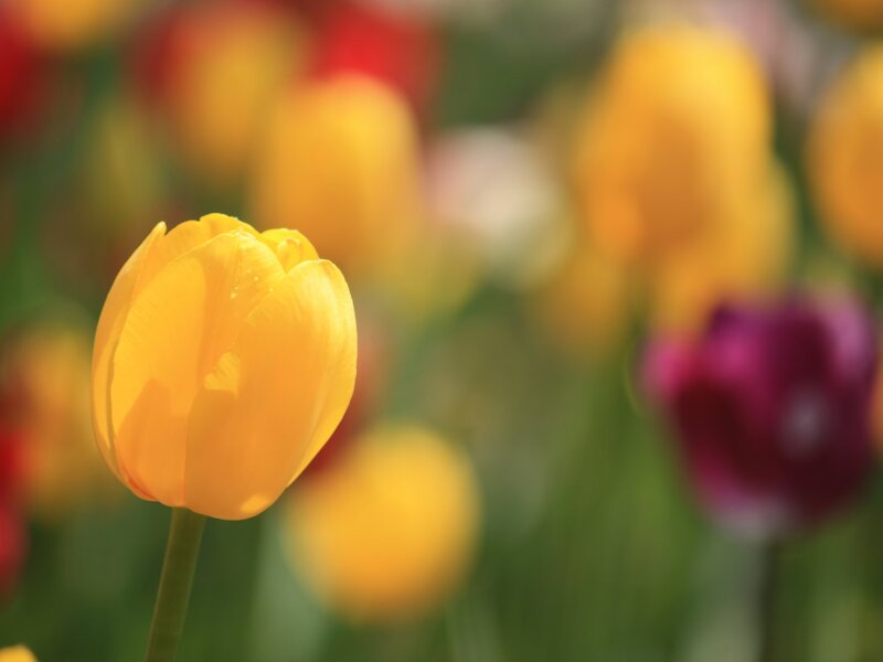 Yellow Tulip Flower — Serene, Spring, Photograph, Tulips