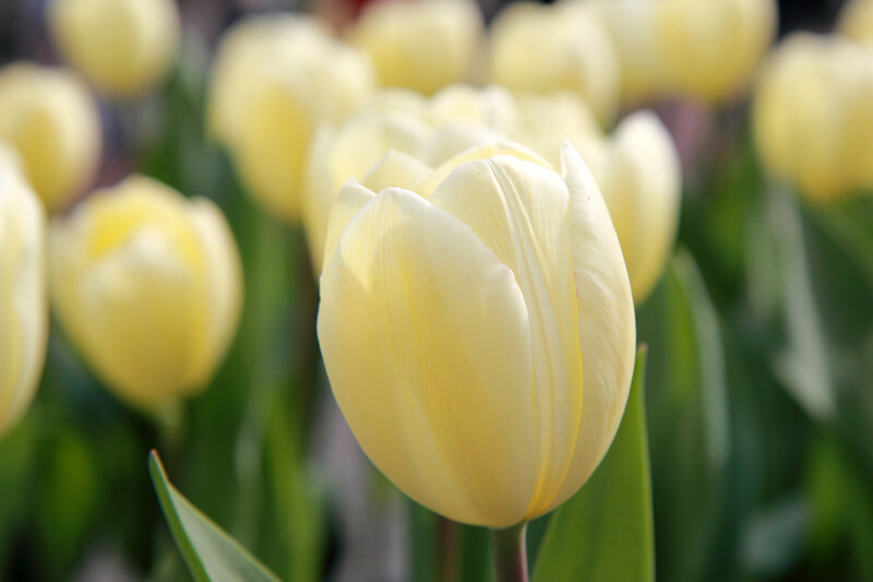 Yellow Tulip Flower — Serene, Spring