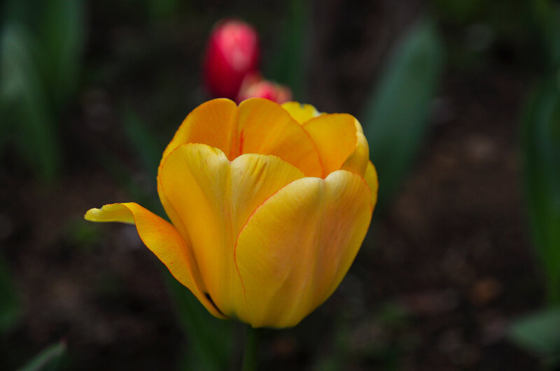 Yellow Tulip Flower — Serene