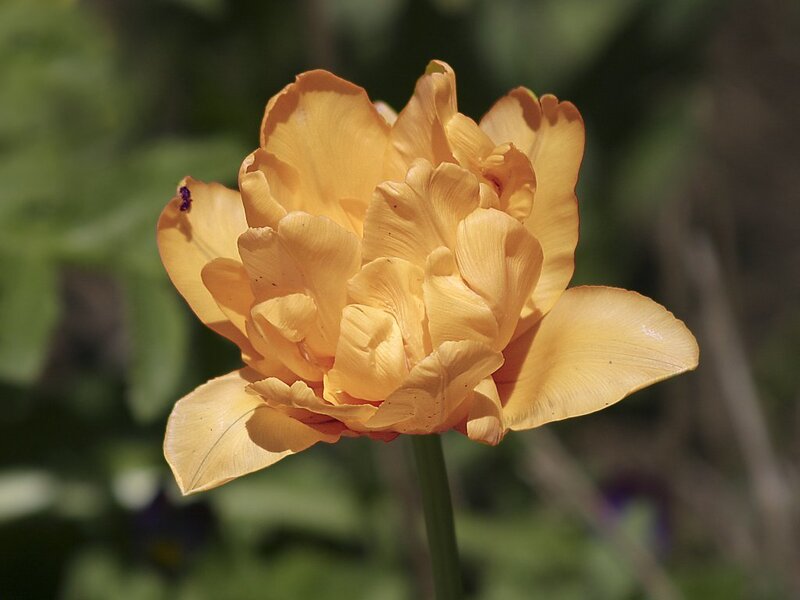 Yellow Tulip Flower