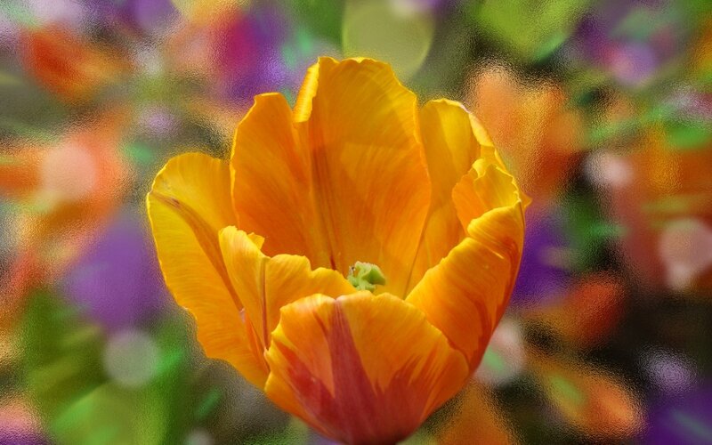 Yellow Tulip Flower — Vibrant