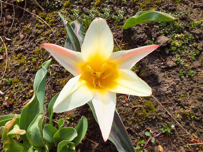 Yellow Tulip Flower — White
