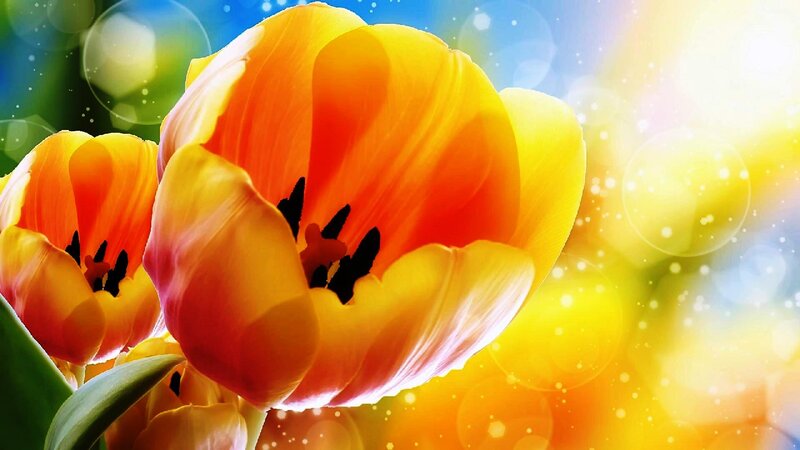 Yellow Tulip Flowers — Bright, Afternoon