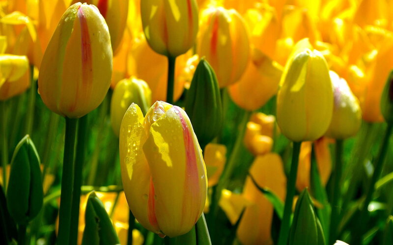 Yellow Tulip Flowers — Bright, Morning